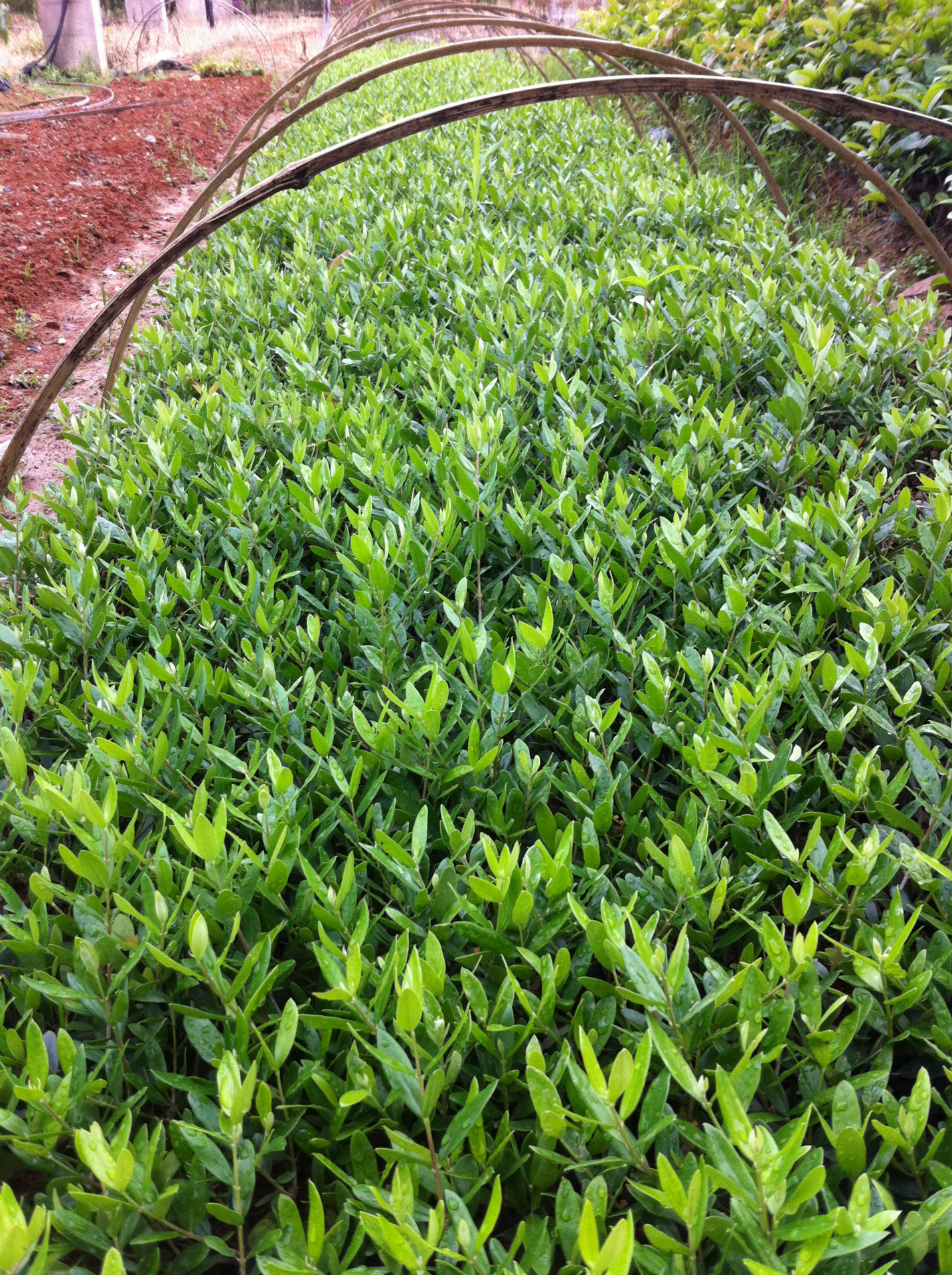 供应会结果的 油橄榄 小苗 油橄榄 大树 量大从优 自产自销