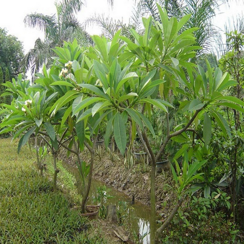 大量批发胸径5-30cm黄花鸡蛋花 绿化乔木