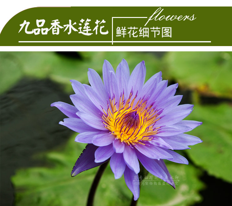 台湾九品香水莲 鲜切花 九色睡莲 馨荷基地批发