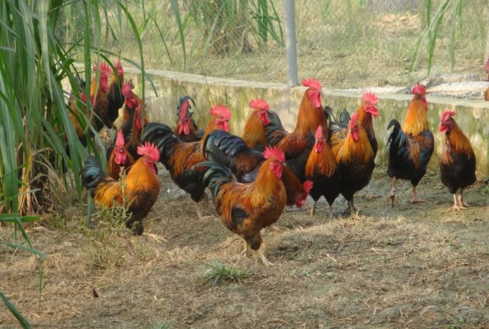 鸡苗土鸡_鸡苗土鸡供应商_鸡苗土鸡批发市场