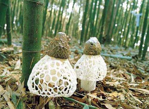 【绿色食品】产地**四川食用菌 野竹荪50g袋装