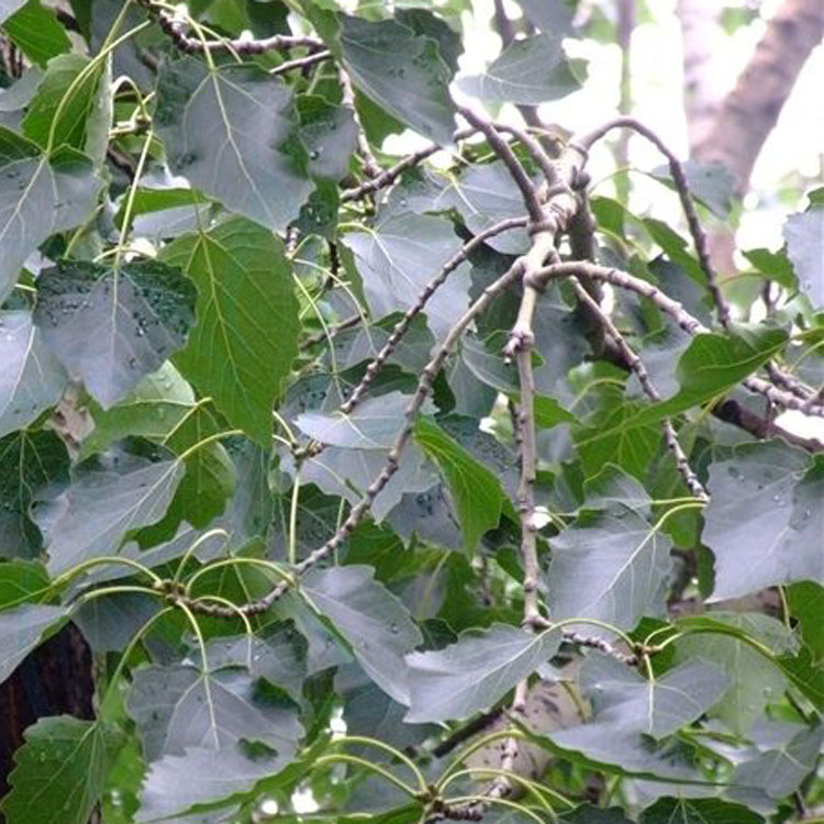 林毛白杨意杨速生杨树苗杨树小苗规格齐全