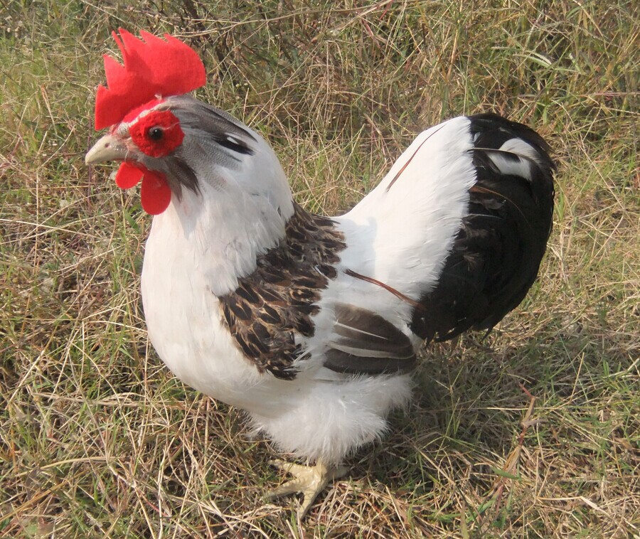 仿真白花公鸡 家居摆件 摄影道具 羽毛手工制作工艺品 教学模型