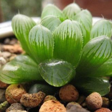 仙人类多肉类植物水晶玉露迷你盆栽室内绿植花卉客厅净化空气