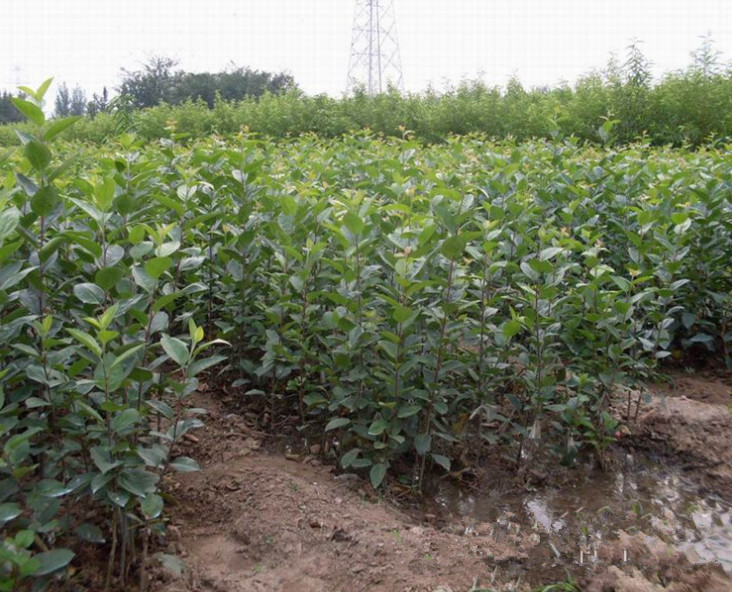 供应红宝石等海棠苗 海棠小苗 种类多 规格齐全