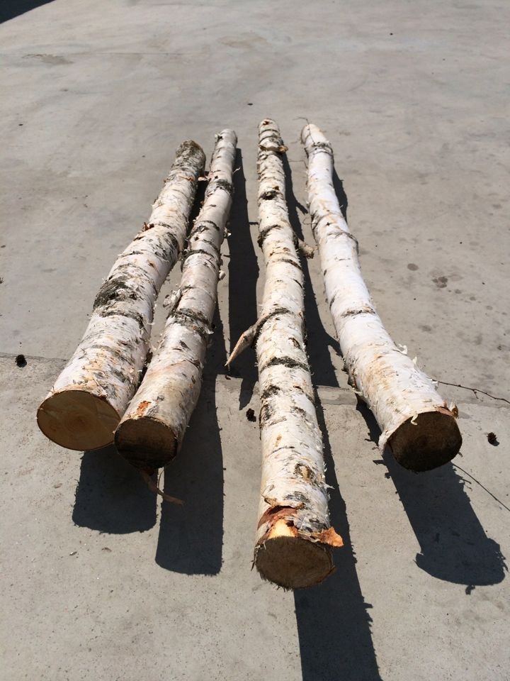 荐 供应热销白桦树棍 专供装饰工艺品原料