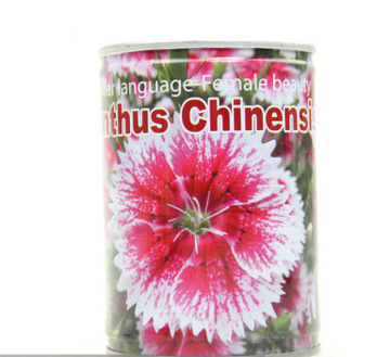 花卉植物铁罐盆栽 办公室植物阳台室内种植(易拉罐-五彩石竹)