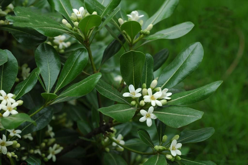 出售花卉苗木 海桐种子海桐花 山矾 林木种子 绿化种子