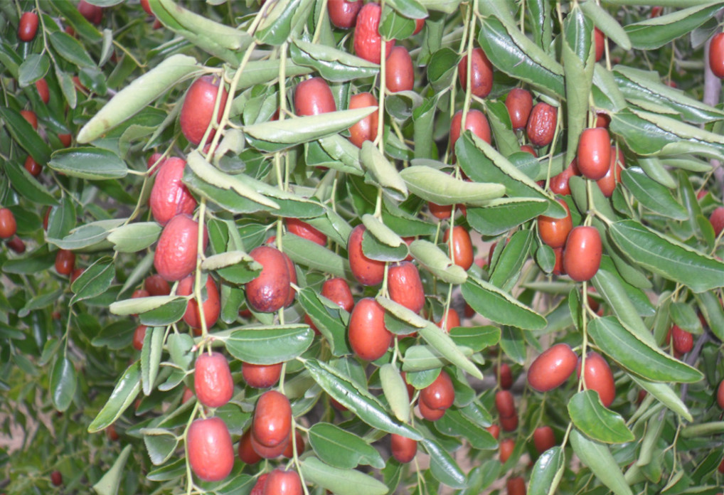 批发零售 2016新上市枣农家自产优质无核枣 沧州无核小枣