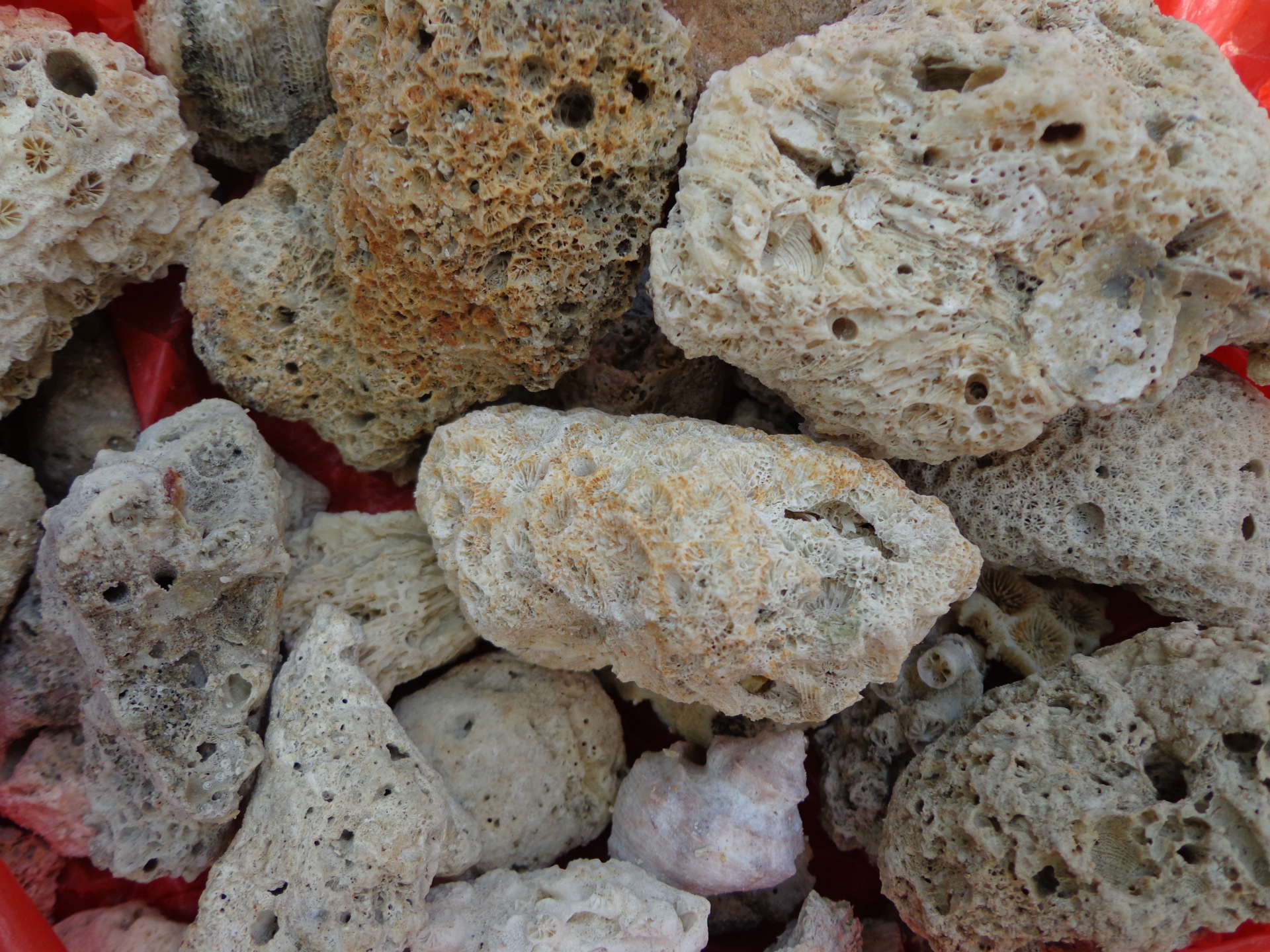 生物石 珊瑚石 海母石 海浮石 死石