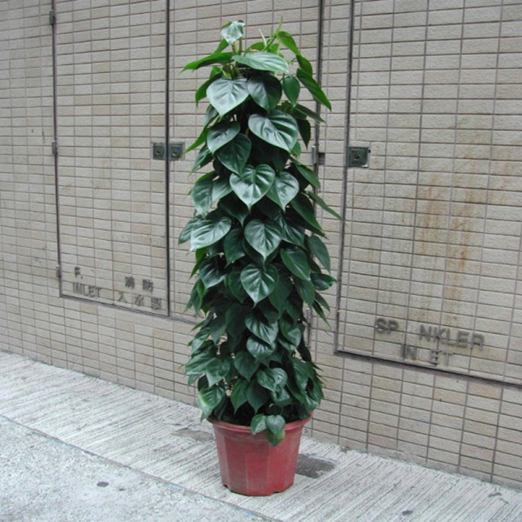 批发四季常青藤蔓植物 大叶绿萝 高1.3米 不带盆