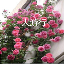 藤本月季花苗特大浓香庭院植物室内花卉盆栽玫瑰爬藤蔷薇四季开花