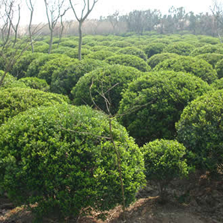 供应各种工程绿化乔灌木小苗冠幅80瓜子黄杨球