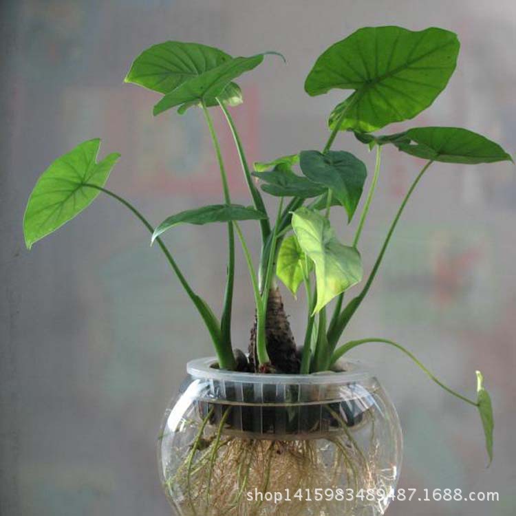 水培花卉办公室桌面植物 水培滴水观音 盆栽花卉绿植 水生植物