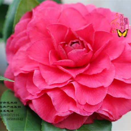 盆栽茶花 青叶贝拉 红贝拉花贝拉茶花图片