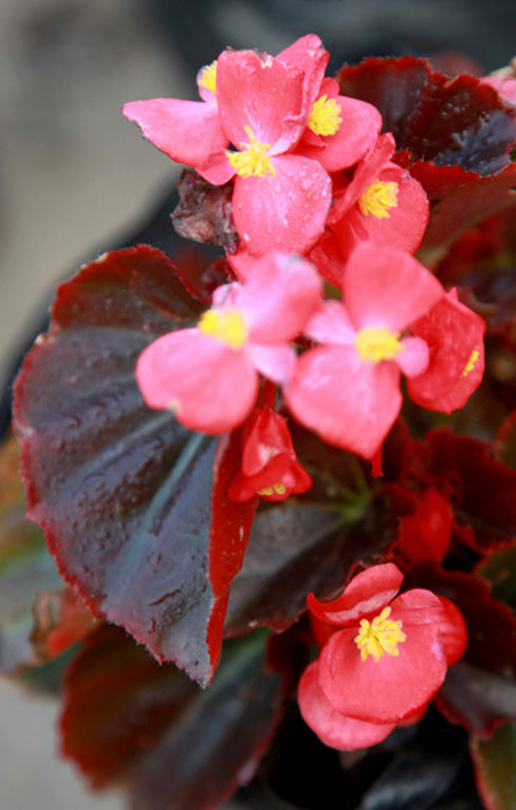 优质花卉绿植物 四季开花 优质四季海棠 专业花卉厂家批发