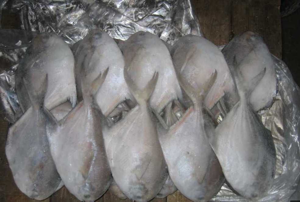 批发供应冷冻银鲳鱼速冻海鲜礼品专用冷冻海