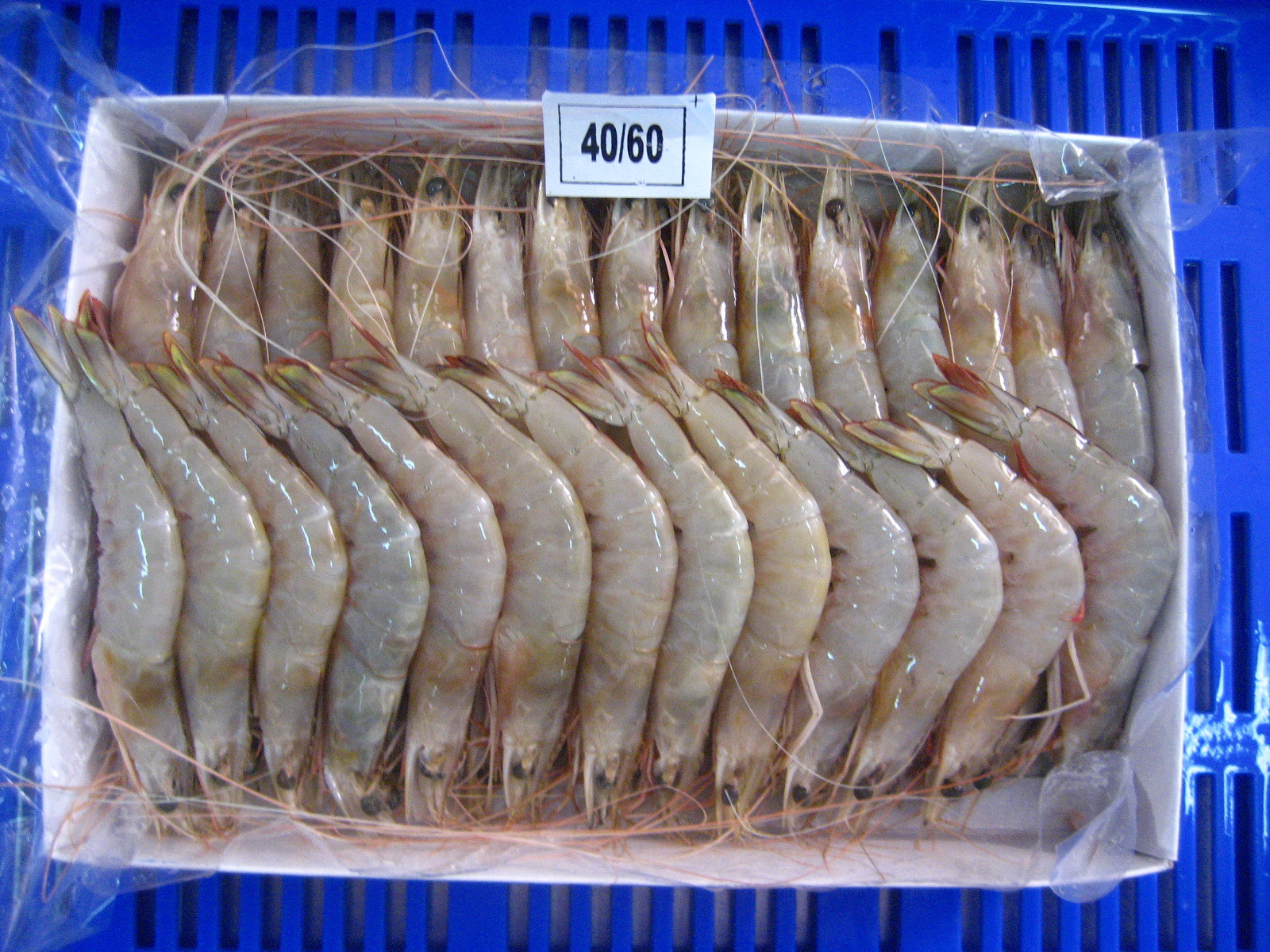 海虾品种图片