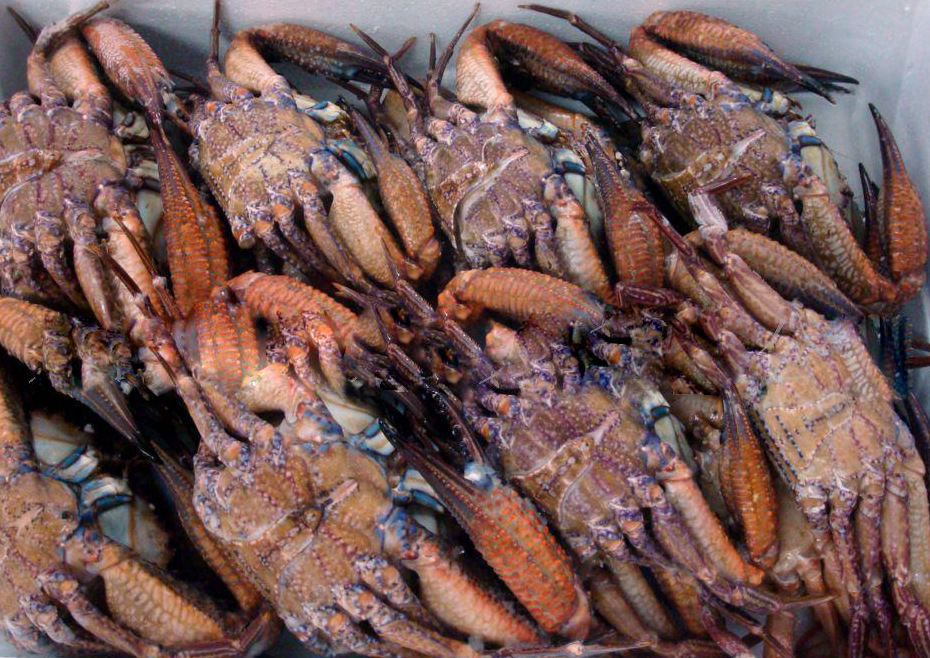 供应野生速冻缅甸黑蟹 生冻黑蟹批发 铁蟹产地直销 冰冻水产海鲜