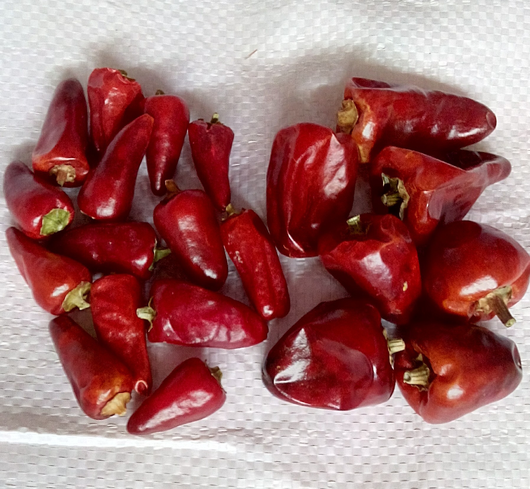 调味品:贵州朝天椒 灯笼椒 超香中辣干锅
