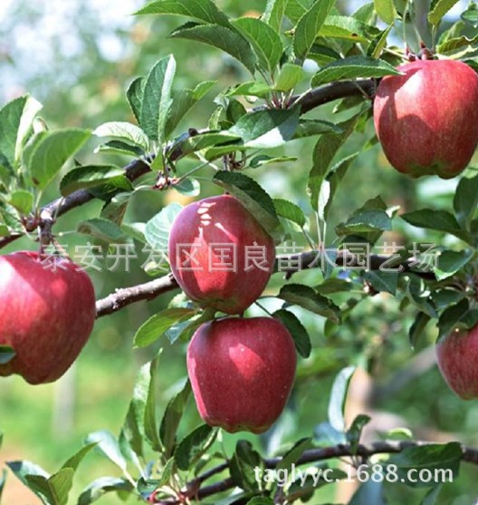 苹果苗 (1)