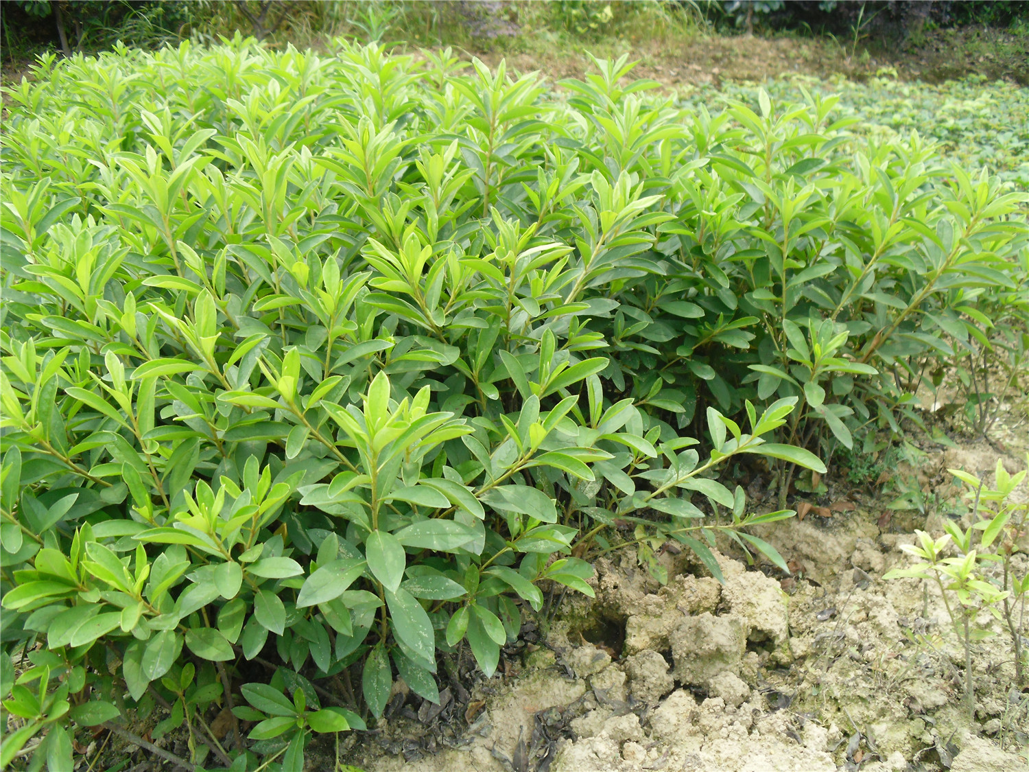 杜鹃花,杜鹃苗,湖南地区现货供应