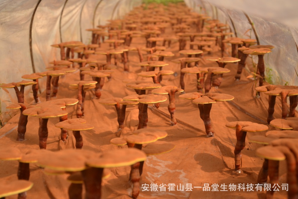 为全国众多灵芝净销售提供专业完善的产地服务在大别山脚下及几个县有