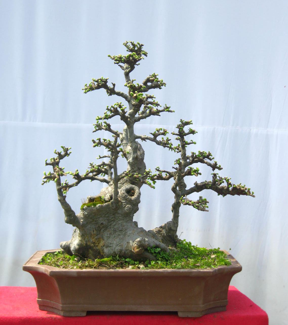 精品丛林式榆树盆景盆栽榆桩绿化造