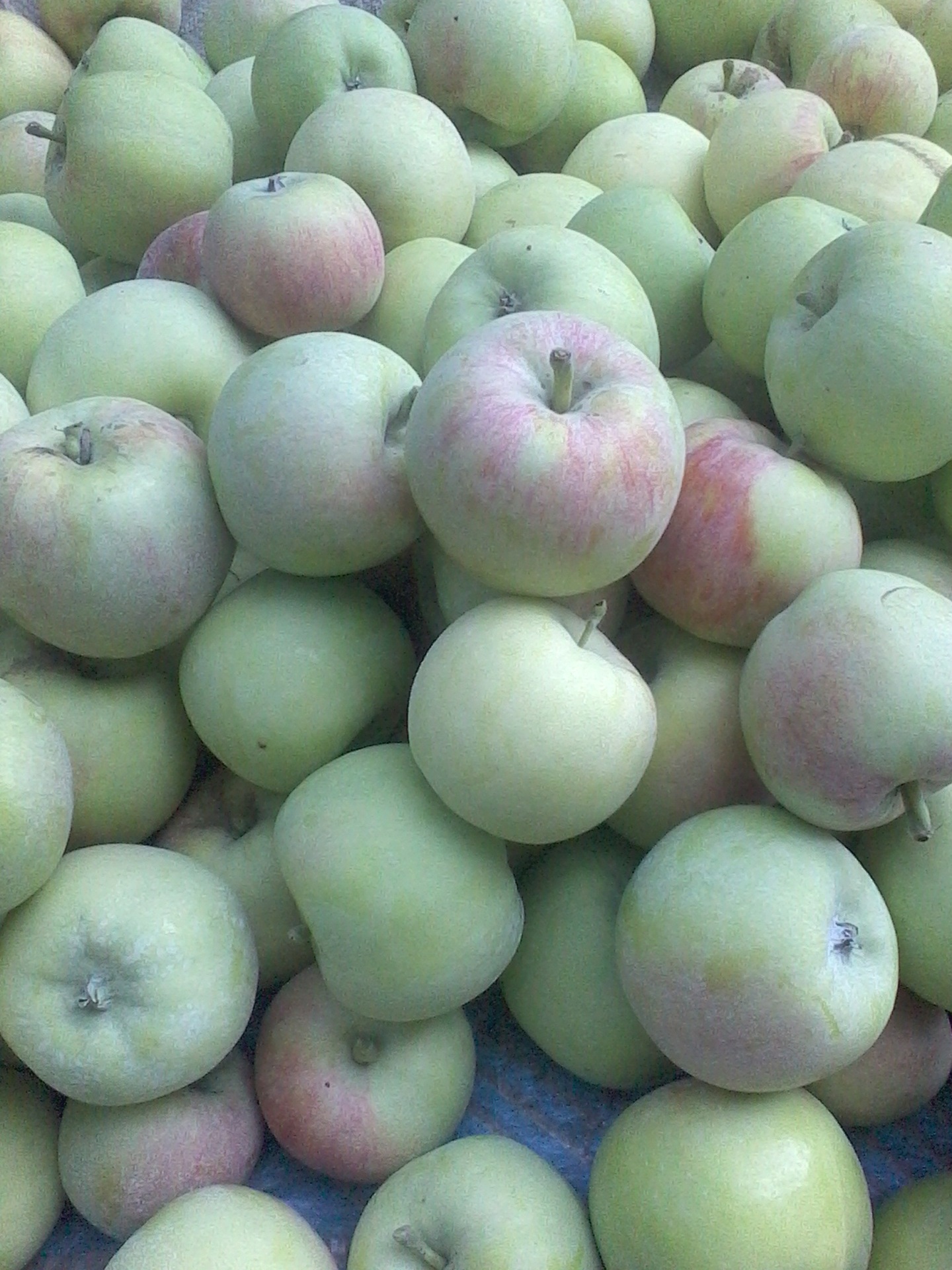 夏季新鲜上市伏苹果辽伏藤木一号营养安全清脆可口夏季清凉品种