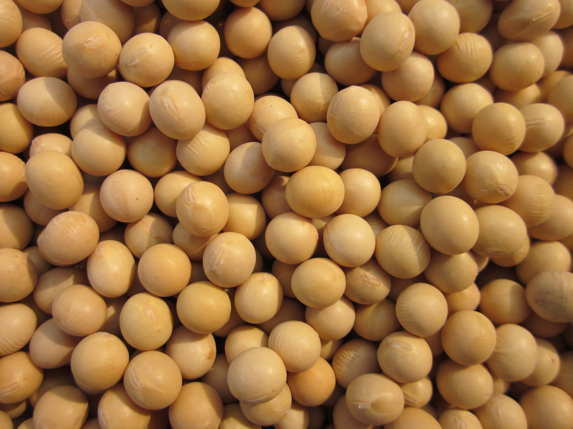 荐 东北有机大豆 非转基因有机黄大豆 黑龙江有机黄豆