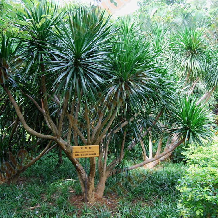 盆栽 地栽 龙血树批发 绿化苗 量大优惠 - 中国苗木批发交易网