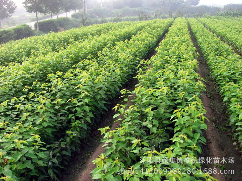 苗圃批发盆栽地栽果树苗一品红树莓苗黑树莓红树莓批发适合南北方