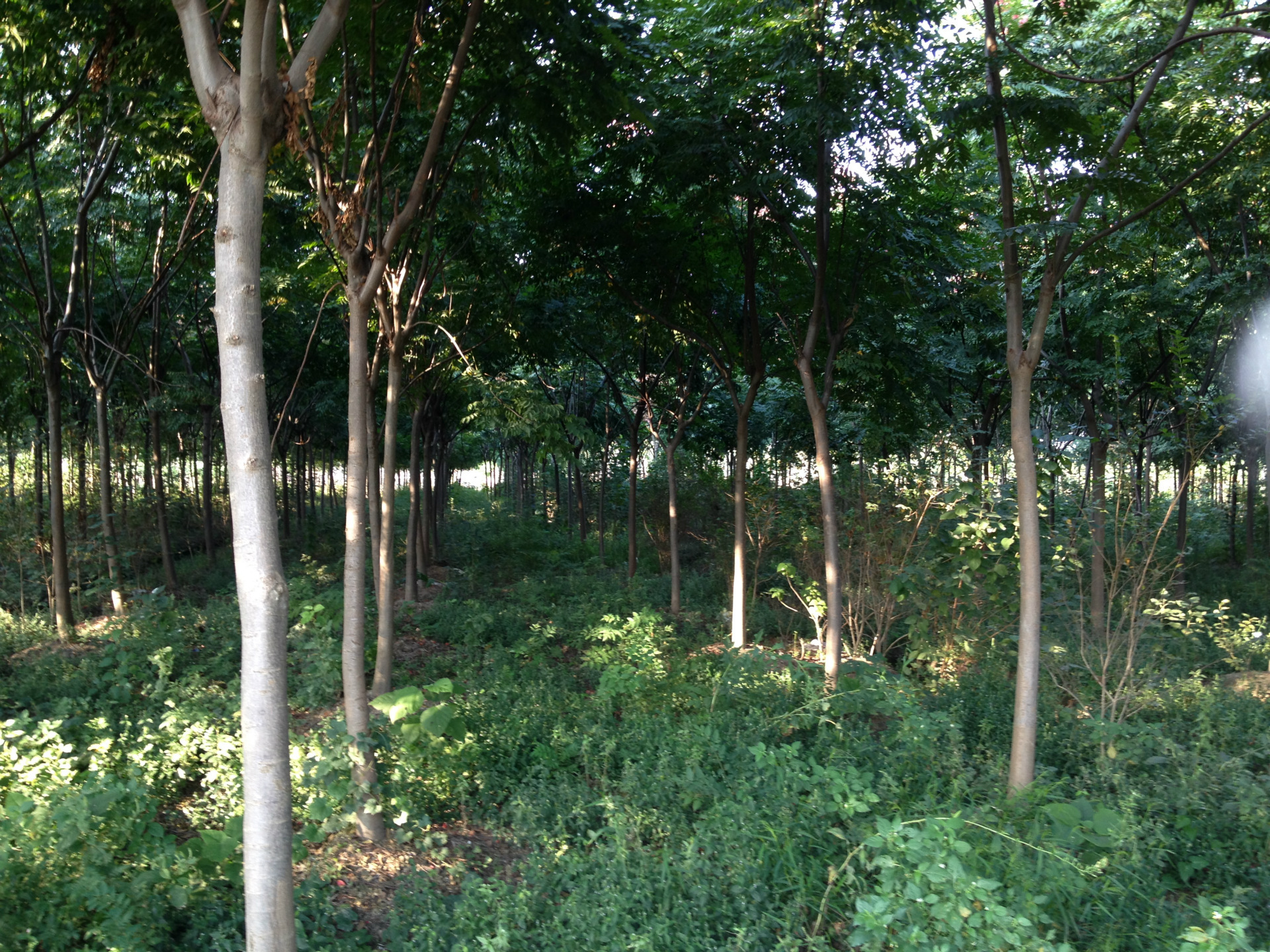 江苏吴江苗圃直供8公分落羽杉湿地造林绿化苗木规格齐全量大优.