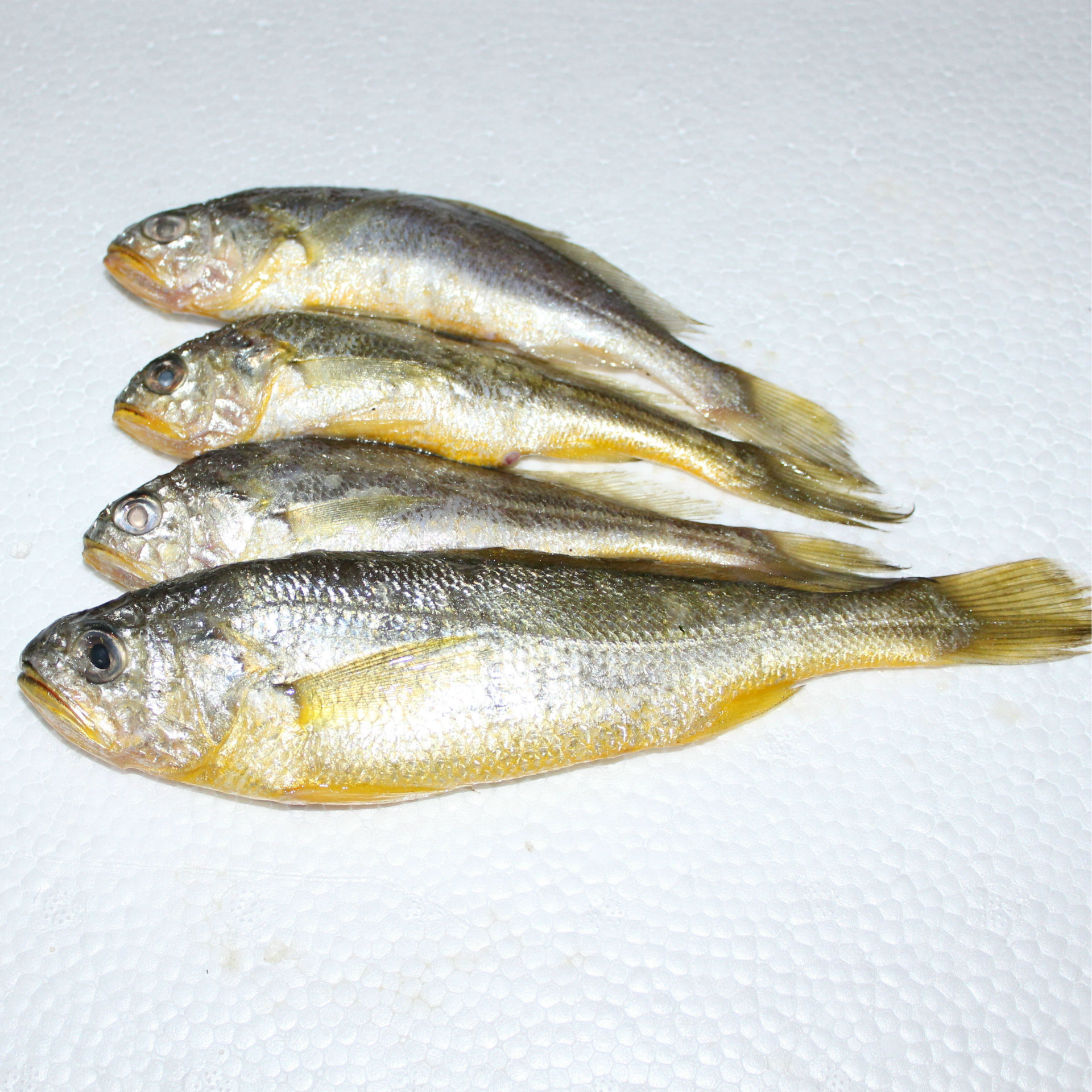 1全国供应海产鲜活海鱼 冰冻小黄鱼 新鲜黄鱼 连云港海鲜水产批发