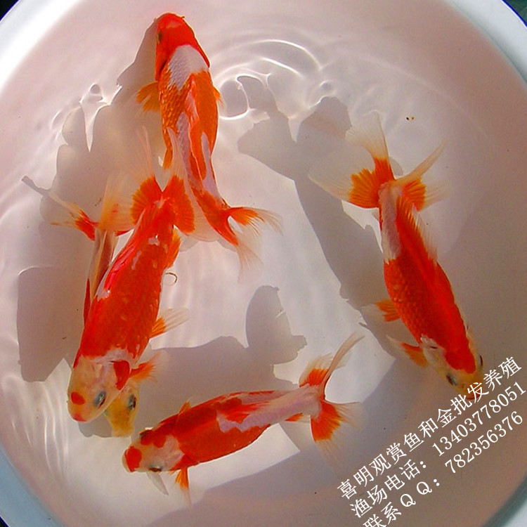 和金观赏鱼和锦批发价格精品地金双尾巴草金鱼活体观赏鱼批发