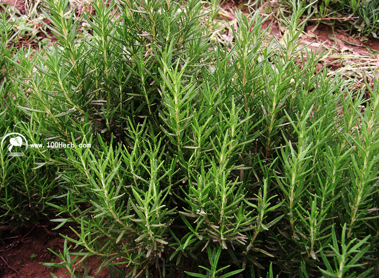 2017年新品低价优质迷迭香叶晒制香草调味品迷迭香干叶cha批发