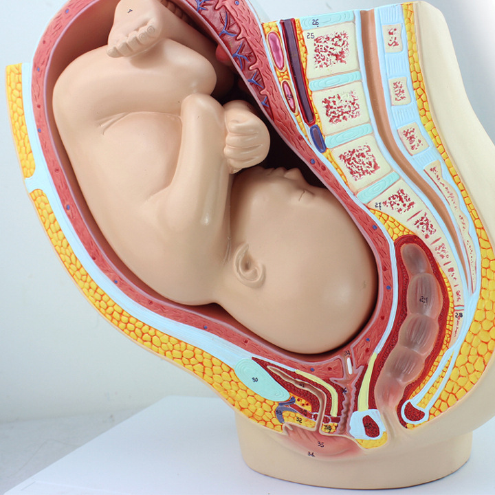 enovo 女性九个月胎儿盆腔模型 生殖系统子宫盆腔 胎儿