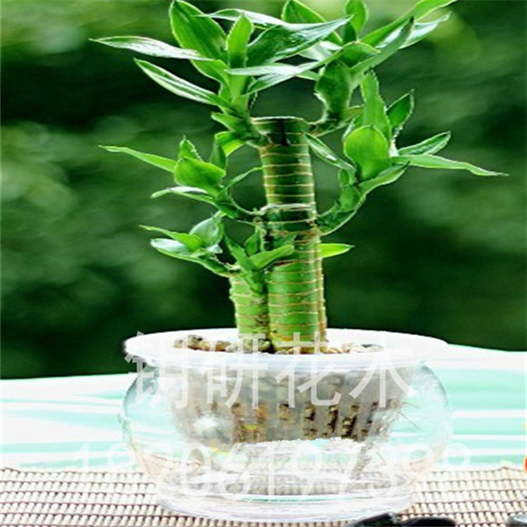 基地出售花卉室内观叶植物水培佛肚竹量大优惠价格从优