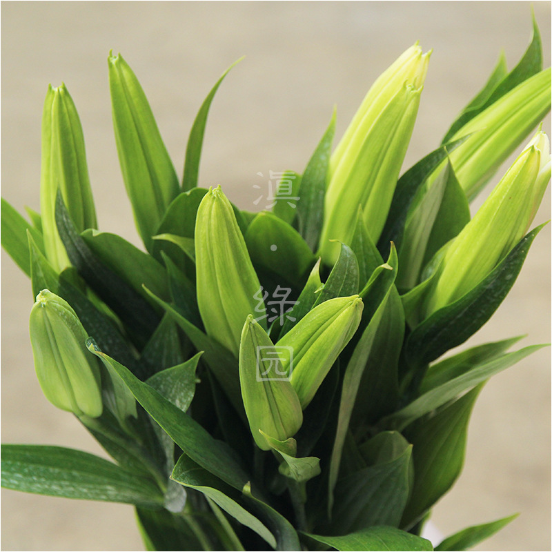 【滇绿园】昆明基地直供(1-3头)白色西伯利亚百合鲜花10支/扎