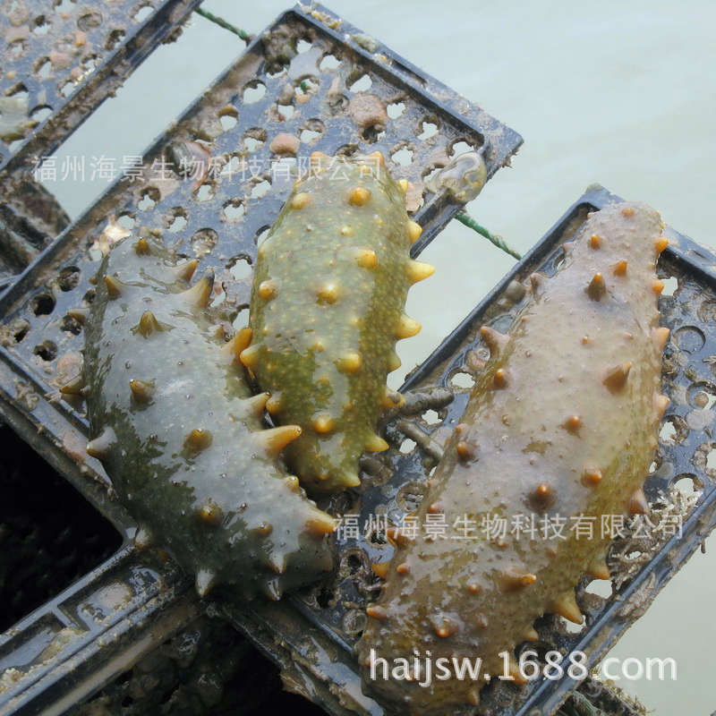 海参网箱养殖2