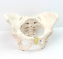 跨境颐诺ENOVO 女性骨盆模型 人体骨骼标本模型骨骼骨架模型