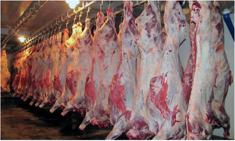 产地货源批发 新疆新鲜牛肉 生牛肉冷鲜肉 绿色优质无污染健康牛