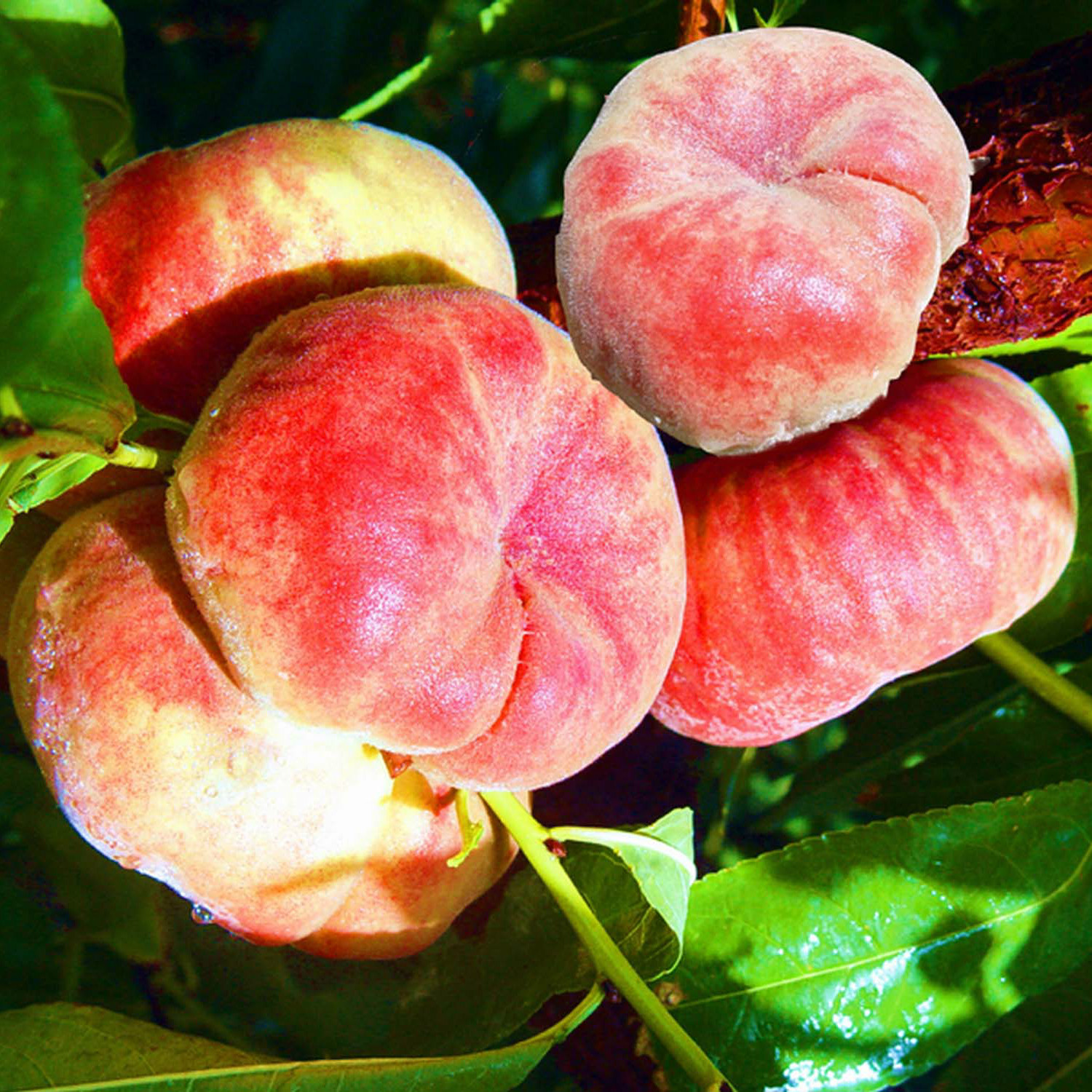 南方果树苗批发 桃树苗新品种蟠桃苗 美国大红蟠桃 甜脆可盆栽