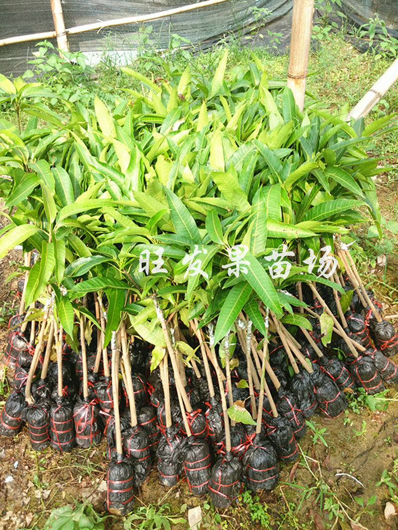 供应福建芒果树苗 正宗金煌芒果苗 三公分芒果苗 凯特芒果苗