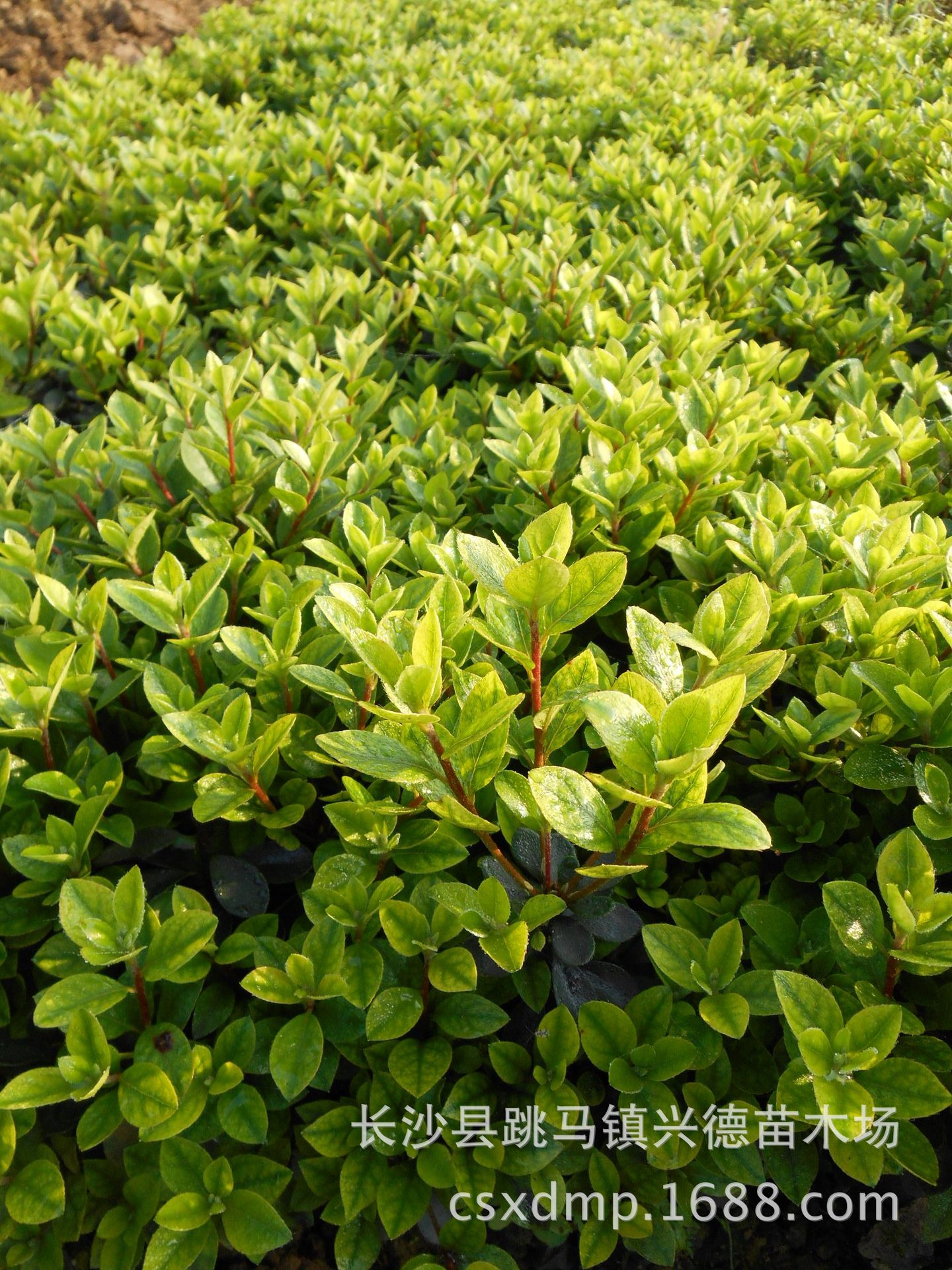 批发夏鹃 夏杜鹃 毛杜鹃球大量 特色工程苗木