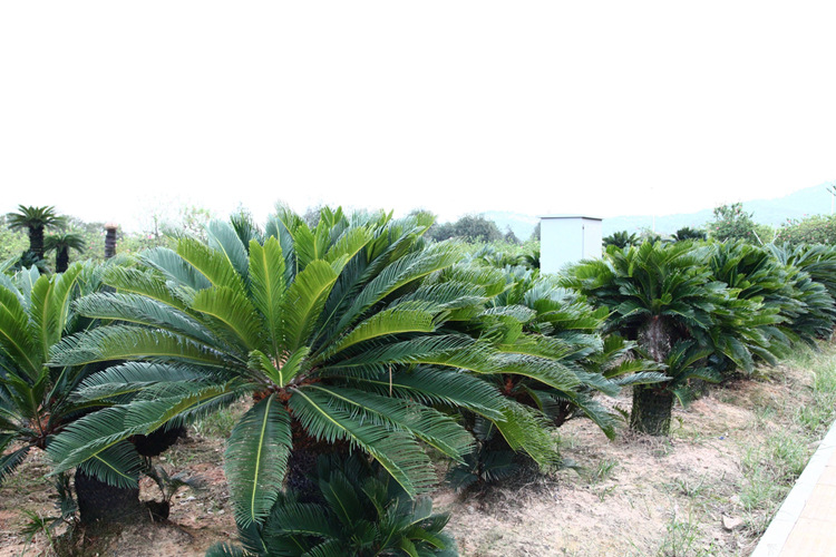 苏铁苗室内花卉铁树缀化盆景批发 巴西铁苏铁避火蕉 现货6万颗