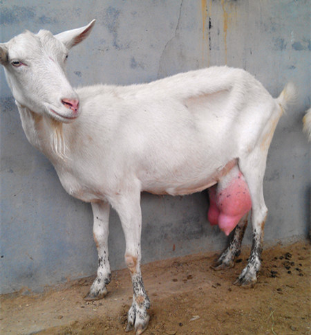 规模养羊场如何才能搞好