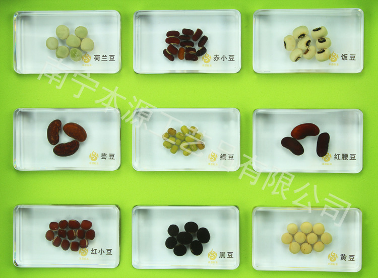 幼教包埋标本 1837豆子的一家 儿童学前益智教育教学植物标本科普展示