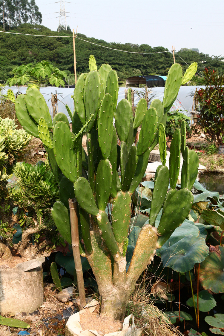 仙人掌红花无刺植物 大型沙漠种植基地 墨西哥仙人掌餐厅植物盆栽