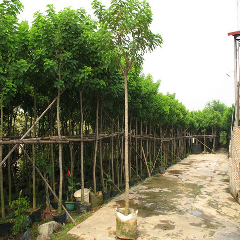 批发胸径4-15cm黄槐 黄花槐 绿化苗木